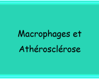Image bouton MP et Atherosclérose